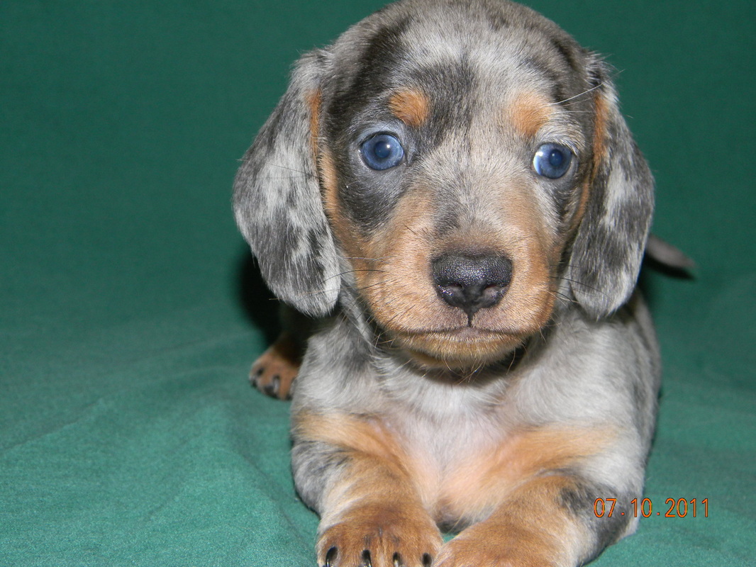 double dapple dachshund puppies for sale texas
